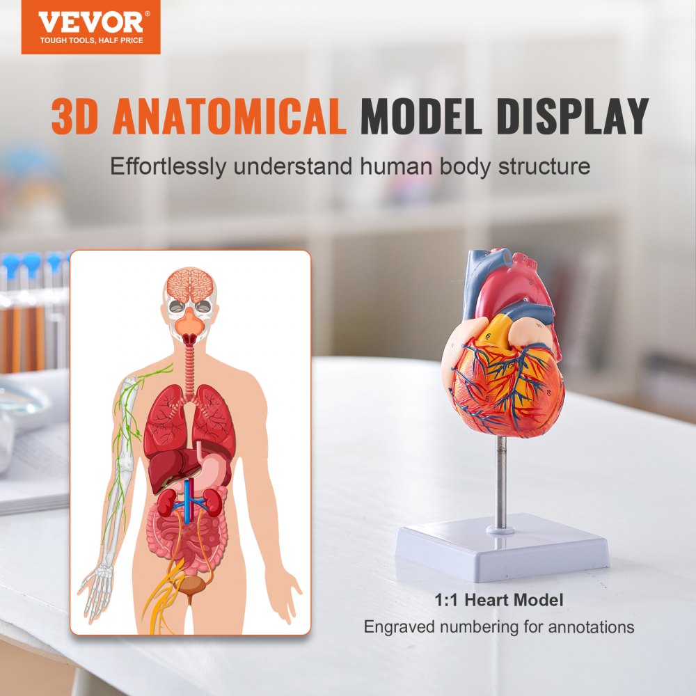Model lidského srdce VEVOR, 2dílný, v životní velikosti 1:1, anatomicky přesný, číslovaný anatomický model srdce s anatomicky správnými strukturami, magnetický design, upevněný na stojanu pro učení. - miniatura 2