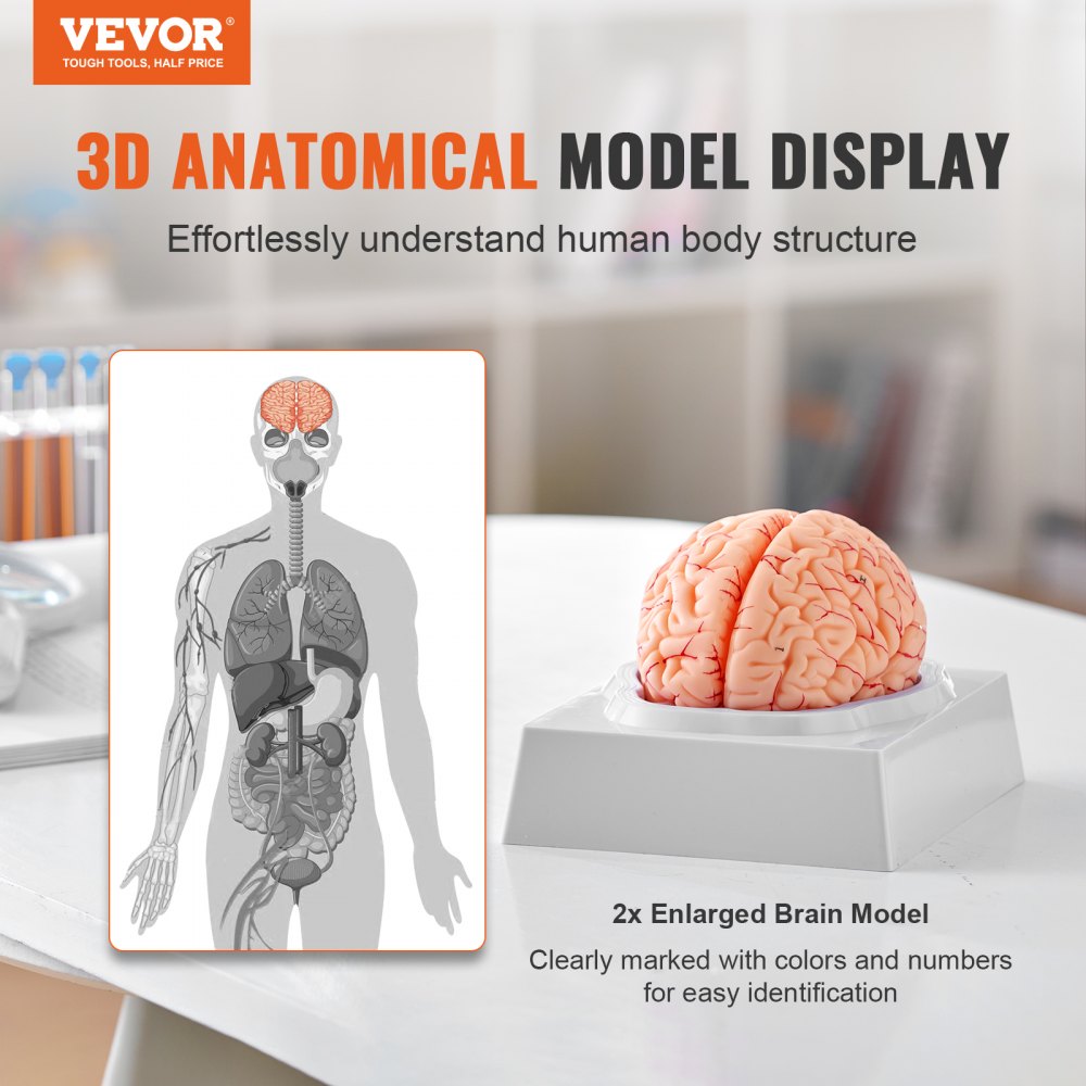 Model lidského mozku VEVOR v anatomii, 9dílný anatomický model lidského mozku v životní velikosti 1:1 se štítky a podstavcem, odnímatelný model mozku pro vědecký výzkum, výuku, učení, třídu, studium. - miniatura 2