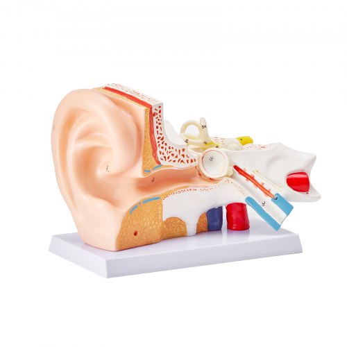 VEVOR Human Ear Anatomy Model, 3 Parts 5 Times Enlarged Human Ear Model ...