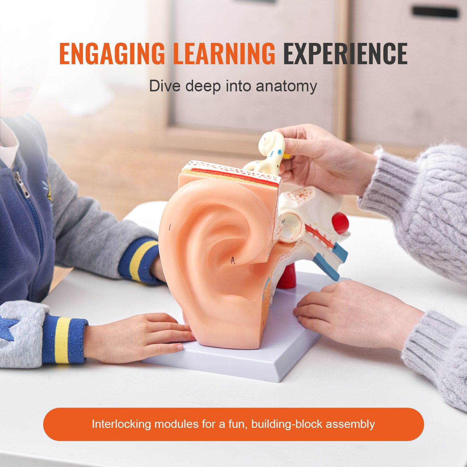 VEVOR Human Ear Anatomy Model, 3 Parts 5 Times Enlarged Human Ear Model ...