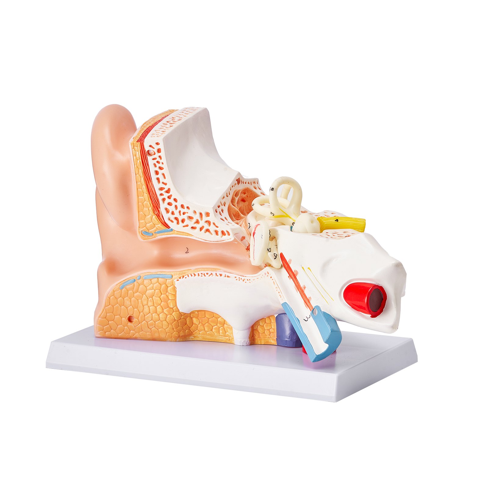 VEVOR Human Ear Anatomy Model, 3 Parts 5 Times Enlarged Human Ear Model ...