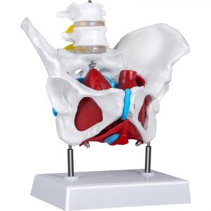 VEVOR Pelvic Floor Model, Scientific Anatomy Model, Colored Female ...