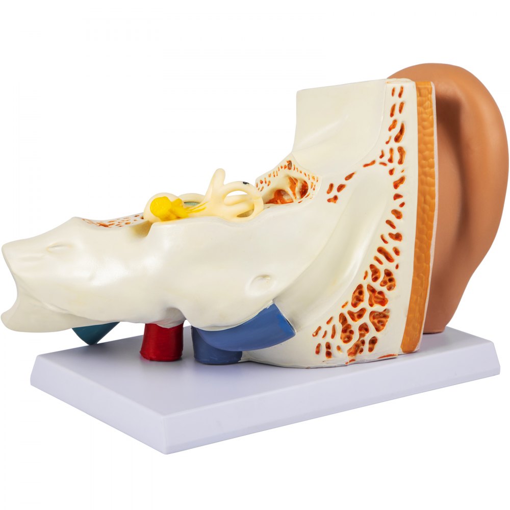 VEVOR Human Ear Anatomy Model, 5 Times Enlarged Human Ear Model, PVC ...