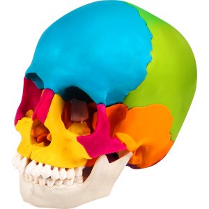 VEVOR Human Skull Model, 22 Parts Human Skull Anatomy, Life-Size ...