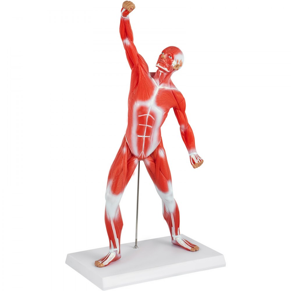 VEVOR Anatomical Human Muscle Model Muscle Anatomy Model 50cm Mini ...