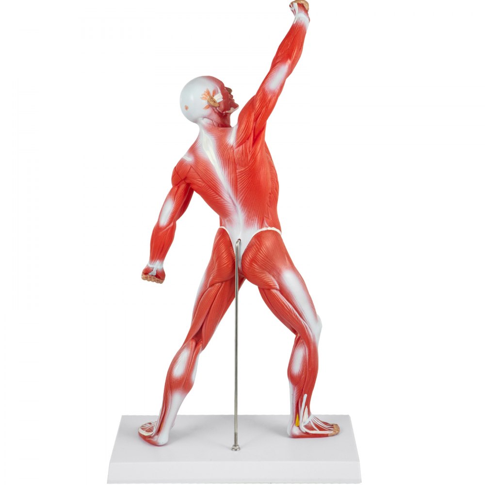 VEVOR Anatomical Human Muscle Model Muscle Anatomy Model 50cm Mini ...