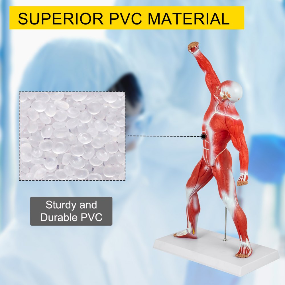 VEVOR Anatomical Human Muscle Model Muscle Anatomy Model 50cm Mini ...