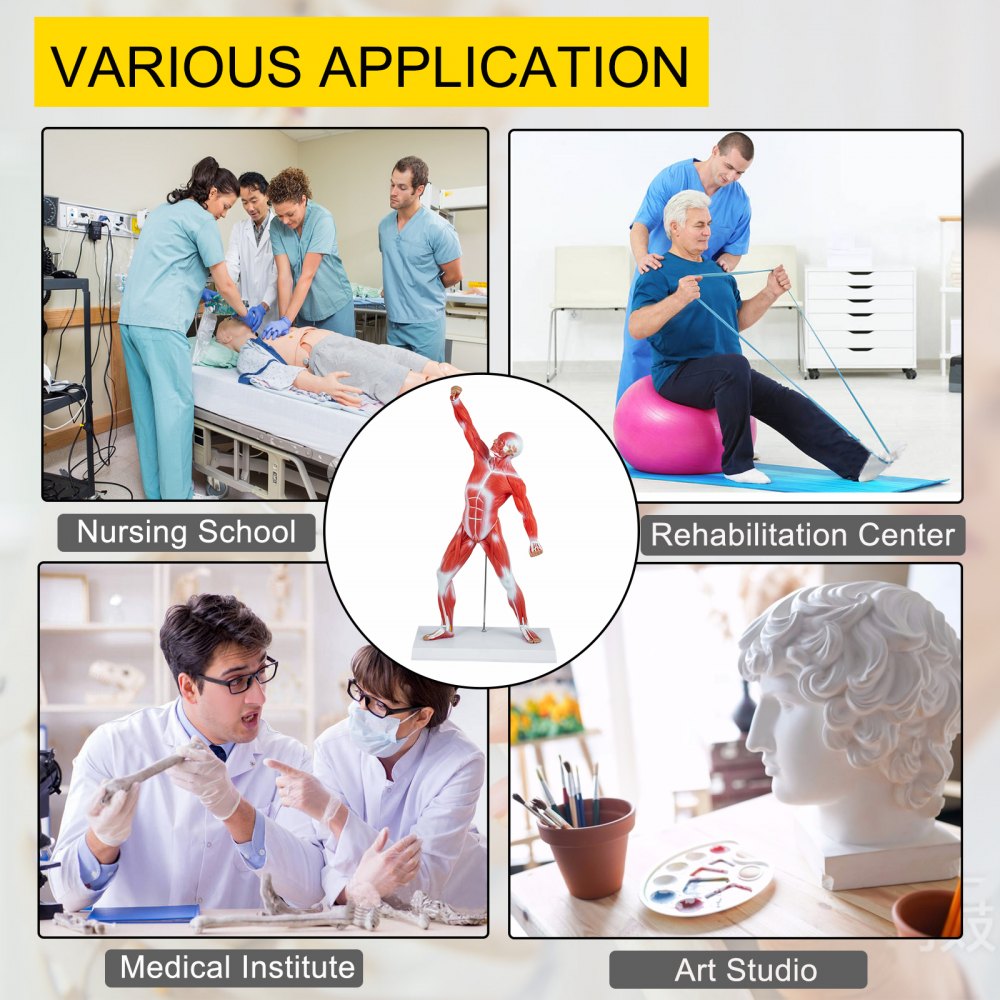 VEVOR Anatomical Human Muscle Model Muscle Anatomy Model 50cm Mini ...