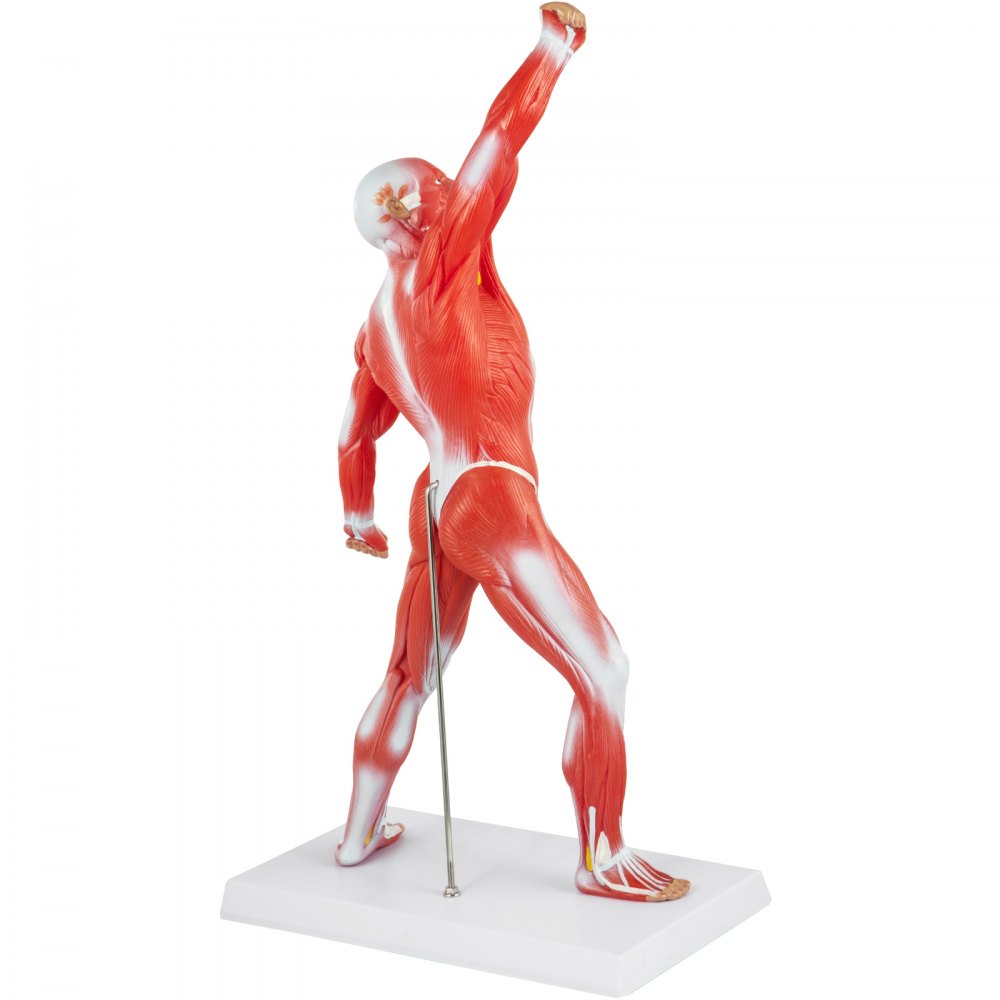 VEVOR Anatomical Human Muscle Model Muscle Anatomy Model 50cm Mini ...