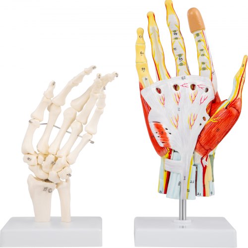 VEVOR Anatomical Hand Model Ligaments 7-Part Model Hand for Anatomy ...