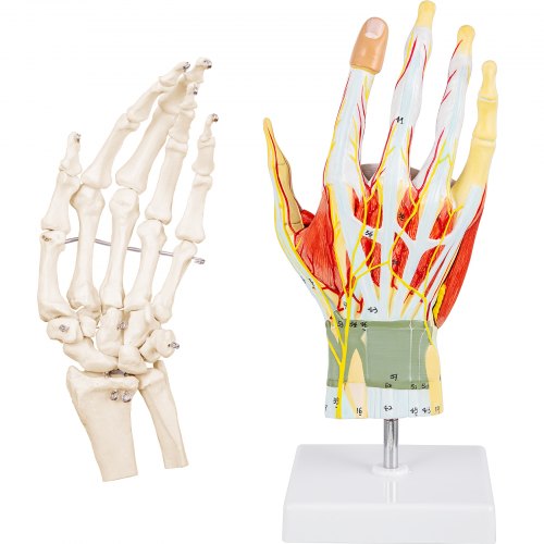 VEVOR Anatomical Hand Model Ligaments 7-Part Model Hand for Anatomy ...