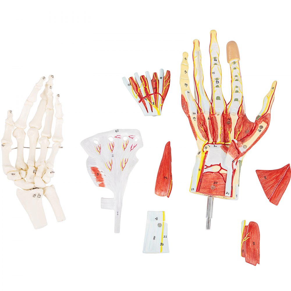 Hand Structor VEVOR Anatomical Hand Model Ligaments 7-Part Model Hand for Anatomy ...