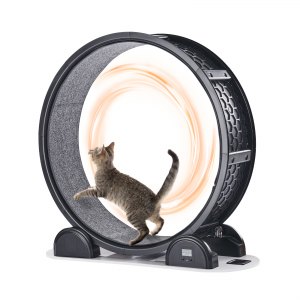 Rueda De Ejercicio Para Gatos De 80 Cm Diámetro - Para Interiores, Base Estable, Gris Moderna, Promueve Actividad Y Salud